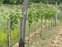 Szolo permetezes2.jpg