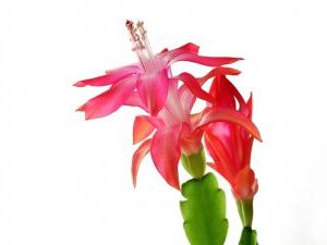 Karacsonyi kaktusz.jpg