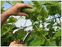 http://szolo.blog.hu/2007/06/24/a_kotozopisztoly
