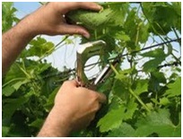 http://szolo.blog.hu/2007/06/24/a_kotozopisztoly