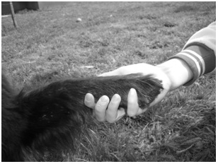 Kutyat menhelyrol orokbe fogadni.jpg