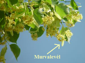 Murvalevel.png