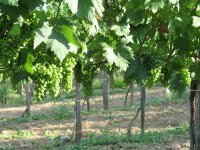 Szolo permetezes1.jpg