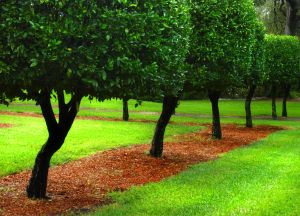 Gyep gondozása ősszel.jpg