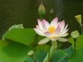Kertitó2-lotus.jpg